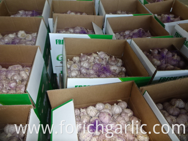 The Garlic Fresh New Crop